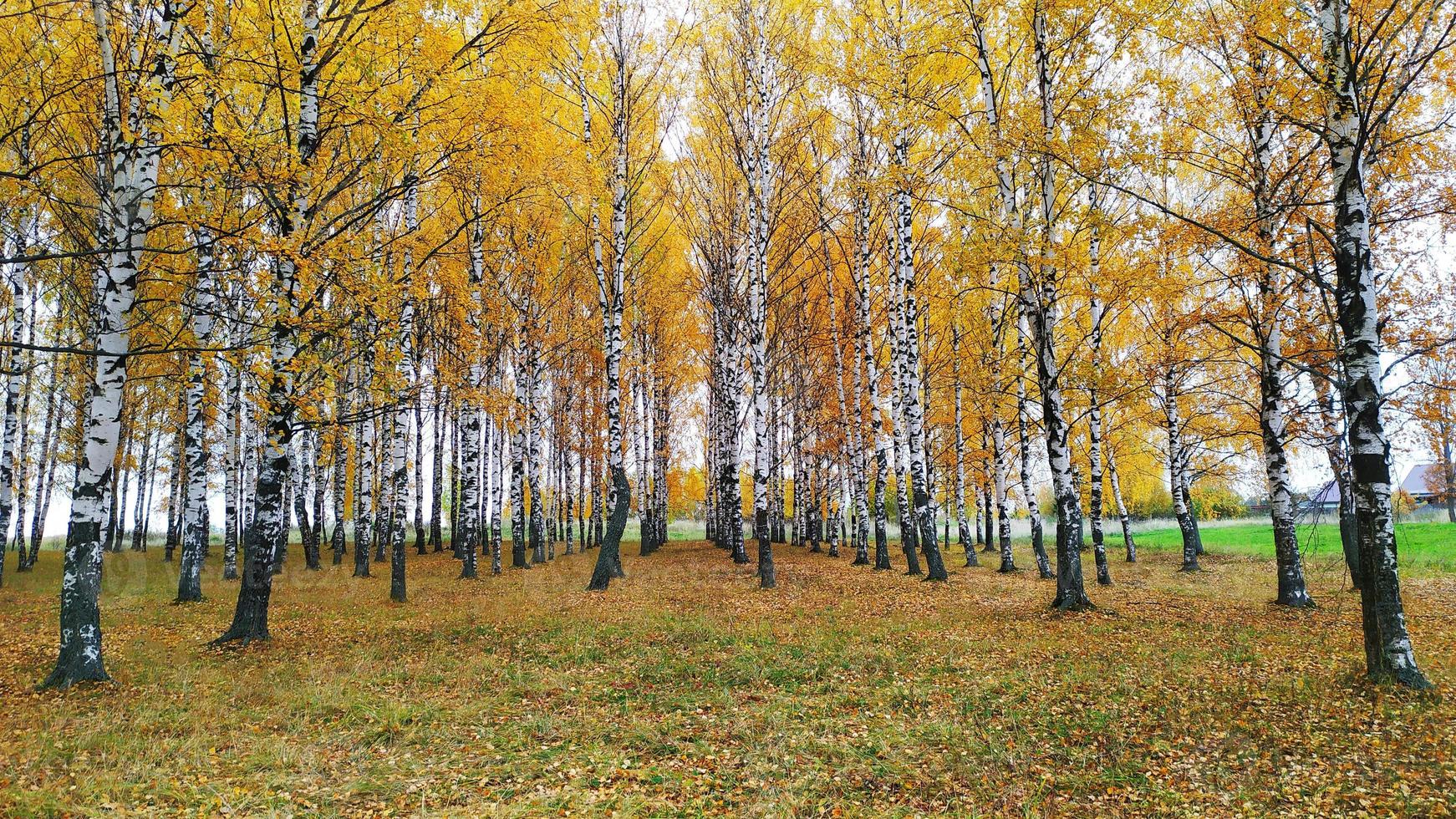 bosque de bétulas com folhagem amarela. paisagem de outono. outono brilhante. foto