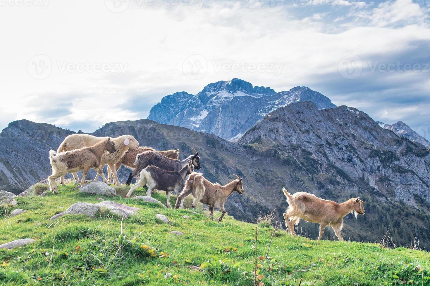 cabras em prados de montanha foto