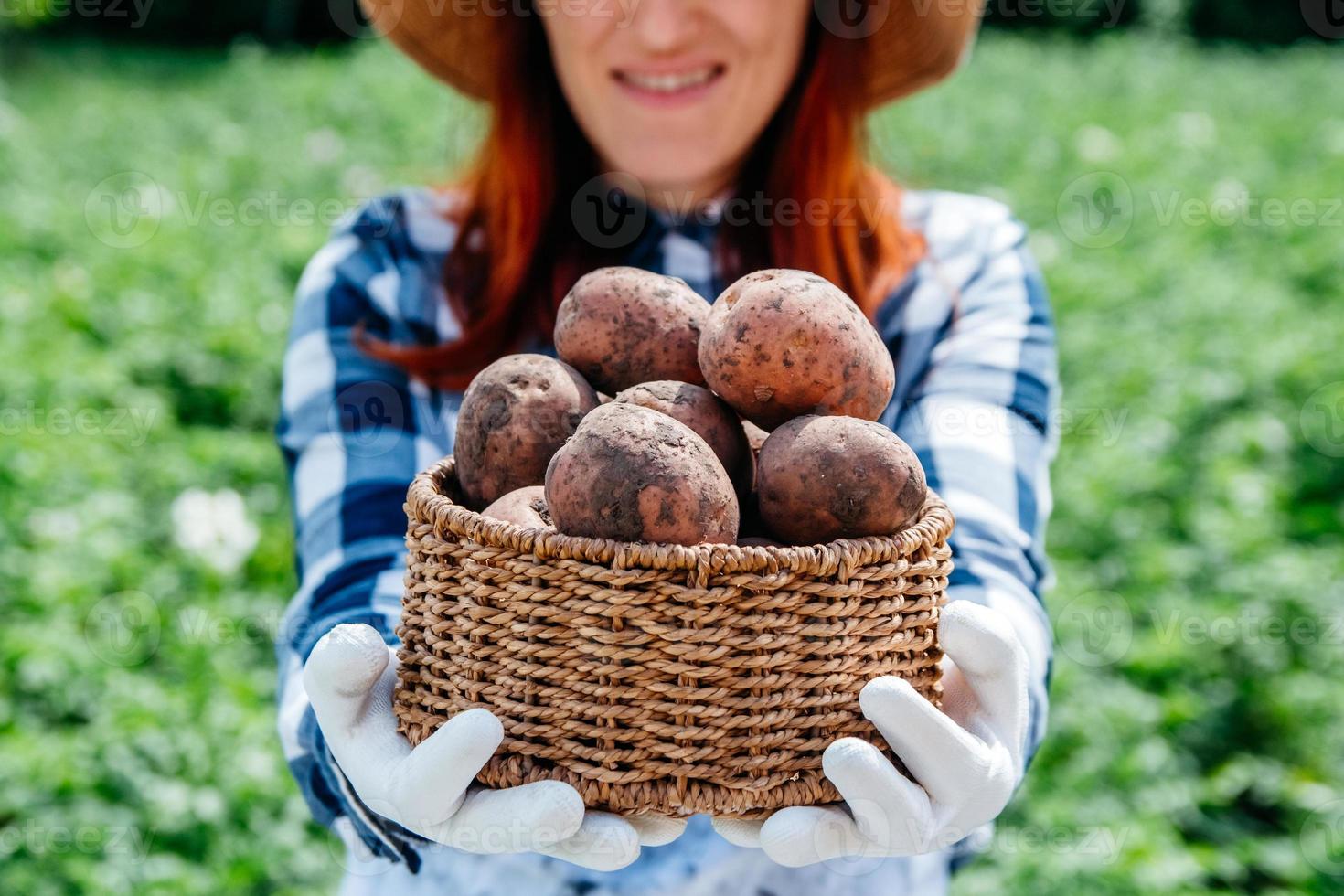 batatas em uma cesta de vime nas mãos de uma agricultora foto