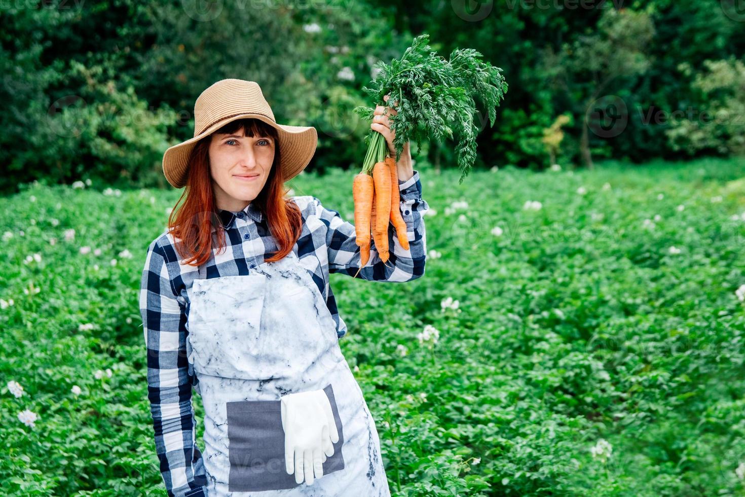 agricultora segura um monte de cenouras em sua horta foto