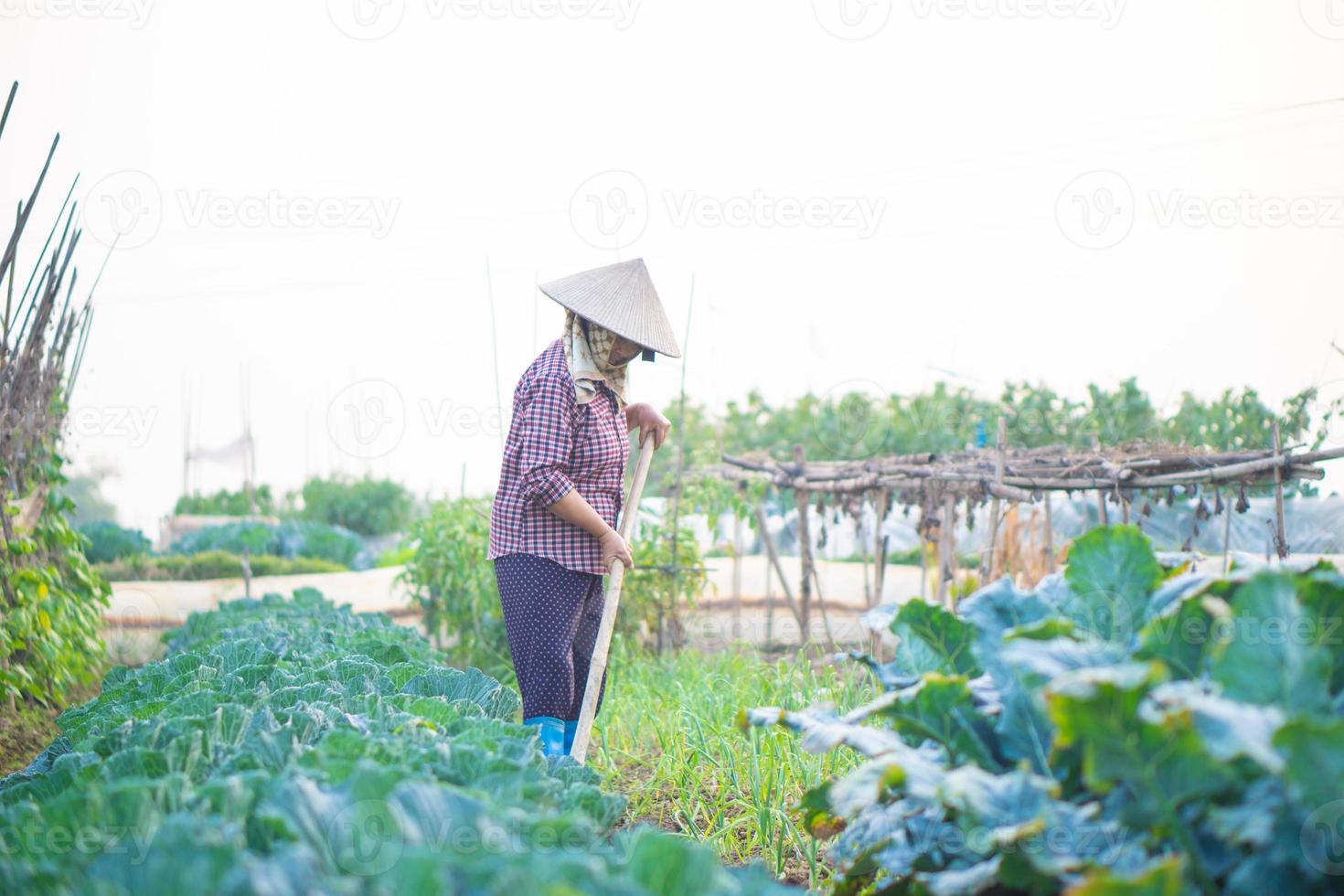 mulher agricultora asiática capinando o solo foto