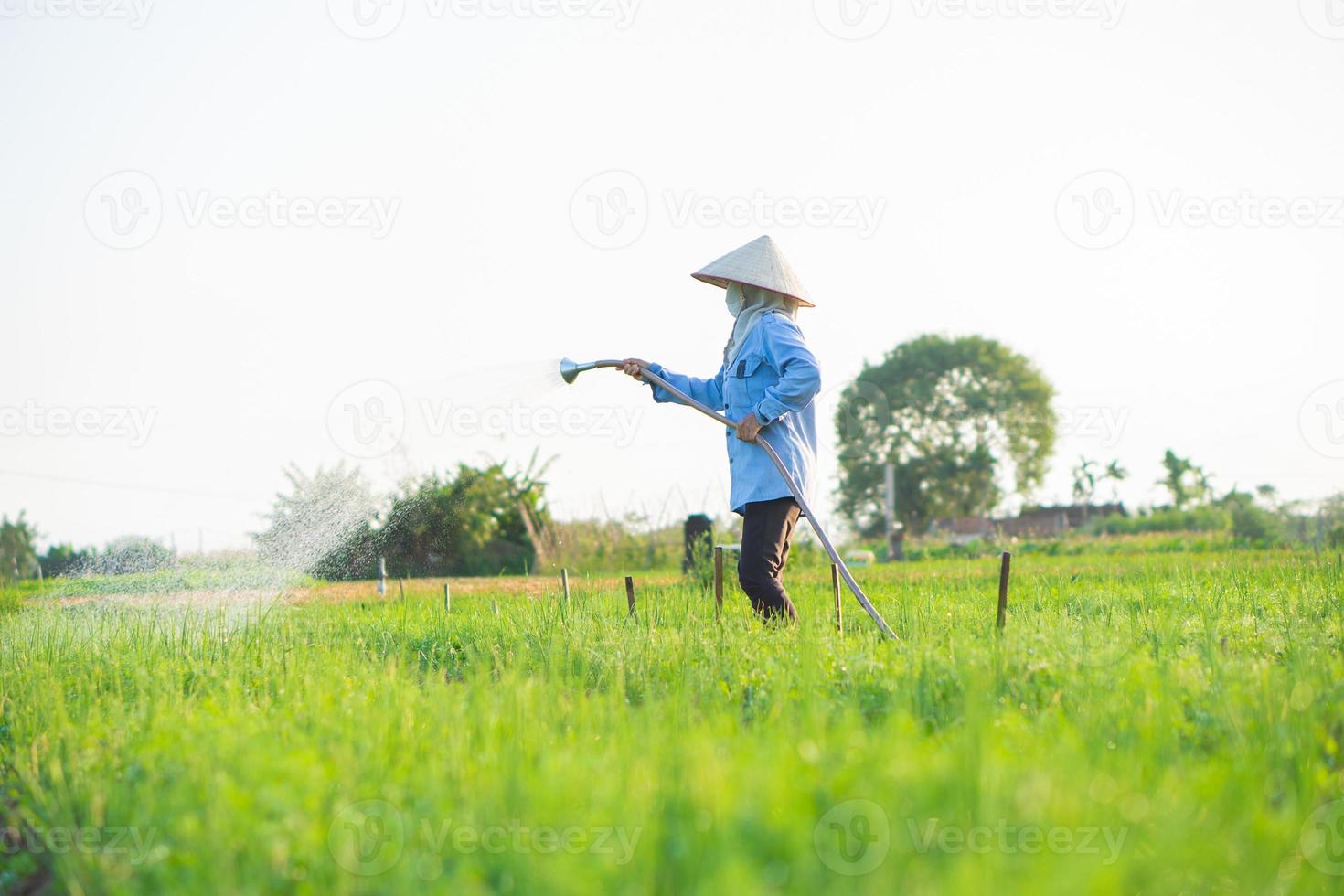 agricultor está regando seu campo de cebola, na tarde ensolarada foto