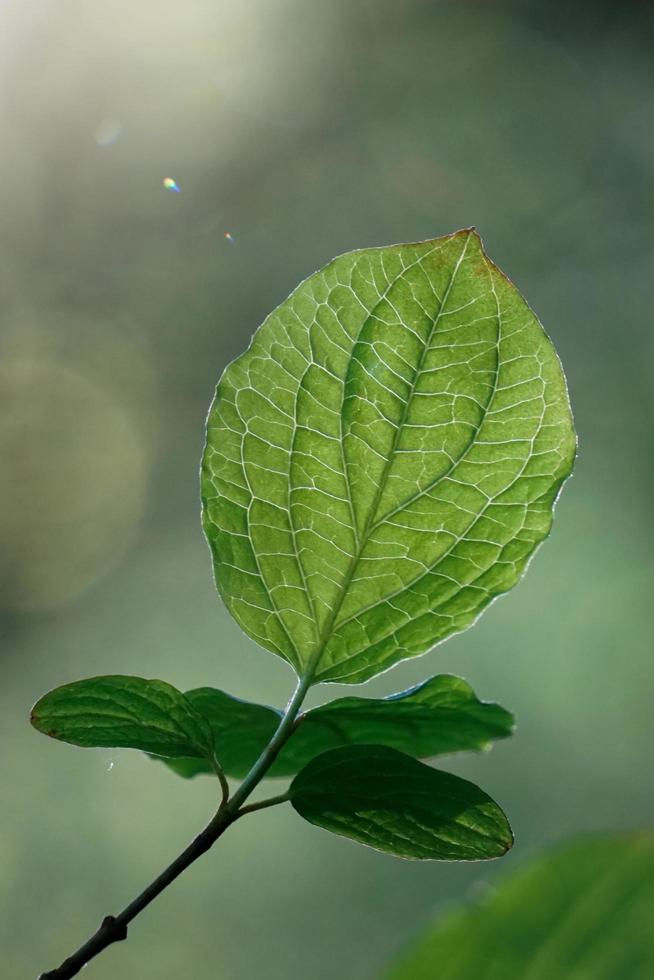 folhas verdes da árvore na natureza na primavera foto