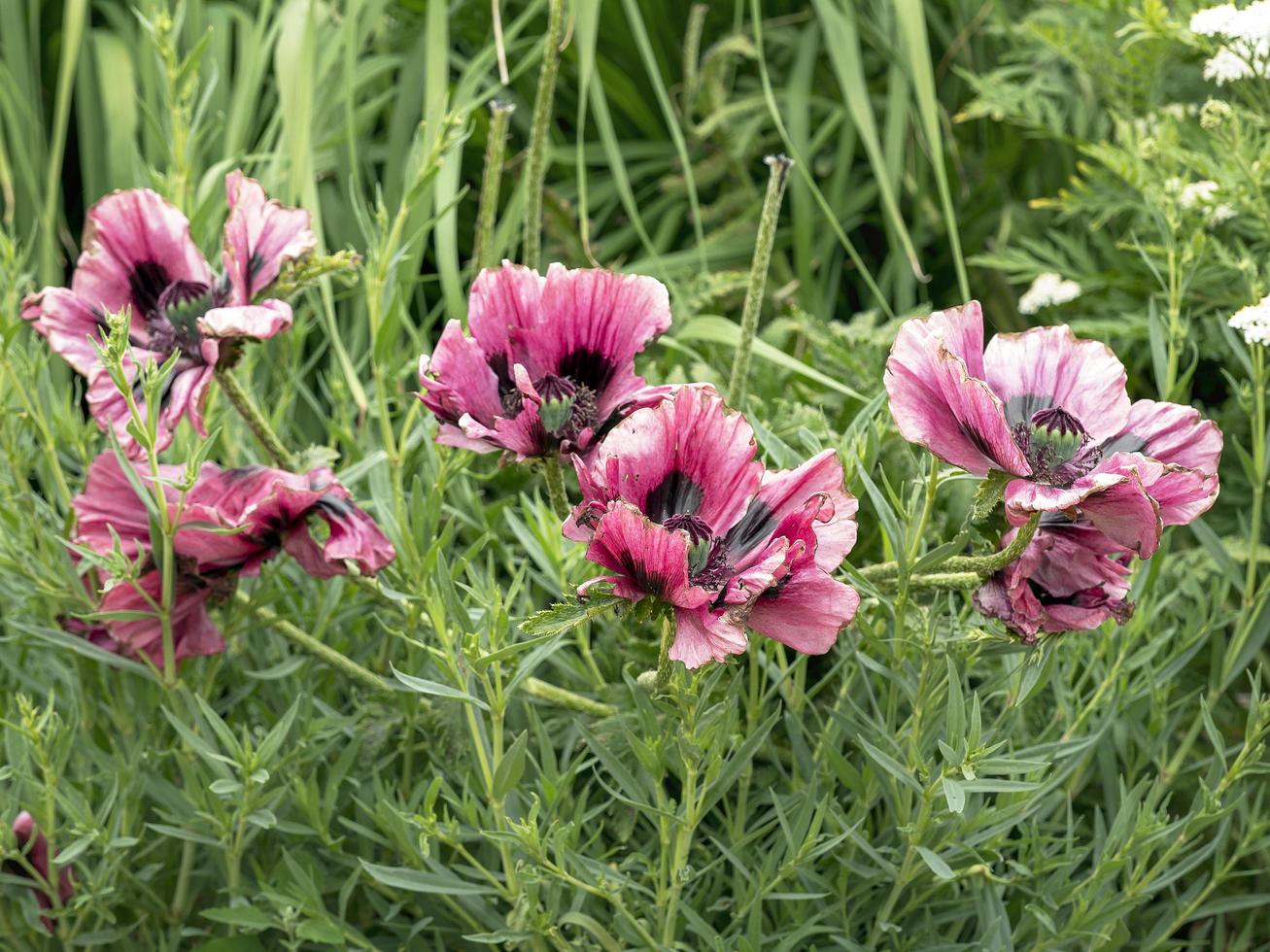 grandes flores de papoula rosa murchando em um jardim de verão foto