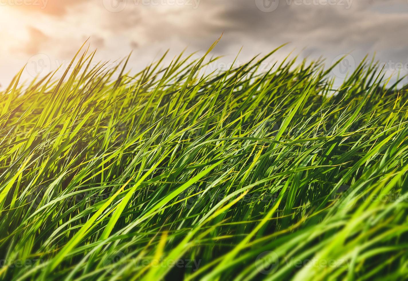 prado de arroz verde ou pastagem com nuvem de chuva. foto