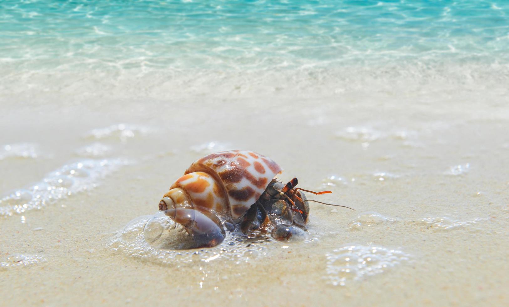 caranguejo eremita caminhando na praia. foto