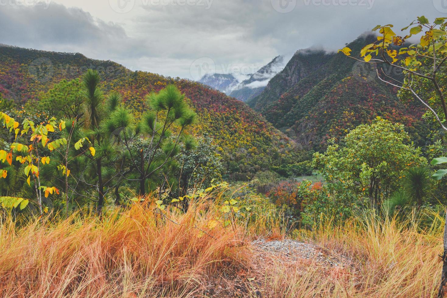 folhas de outono no lanscape de vista para a montanha. foto