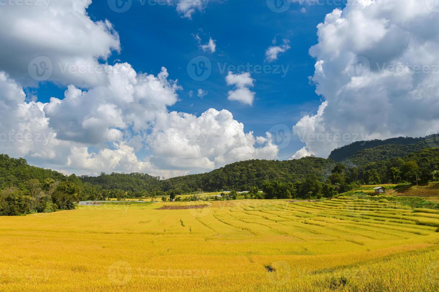 campo de terraços de arroz amarelo dourado em vista de mouantain. foto