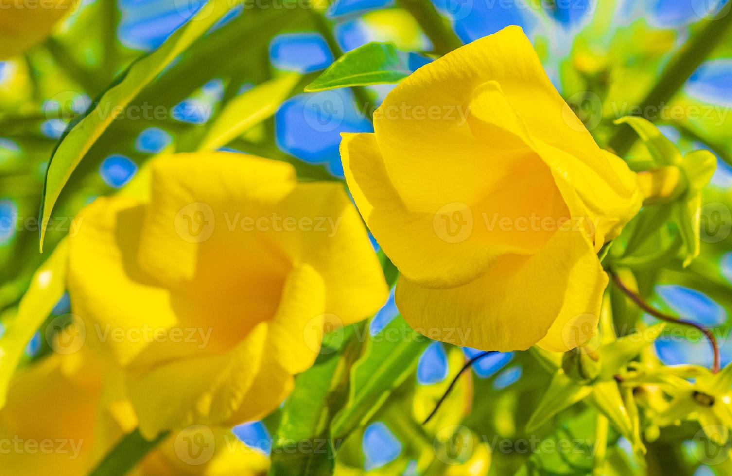 flor loendro amarelo na árvore com céu azul no México. foto