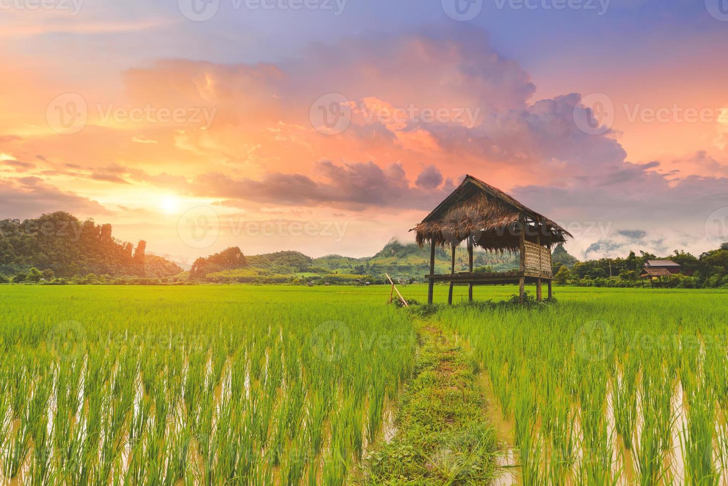 paisagem de campo de arroz em casca com cores quentes do céu. foto