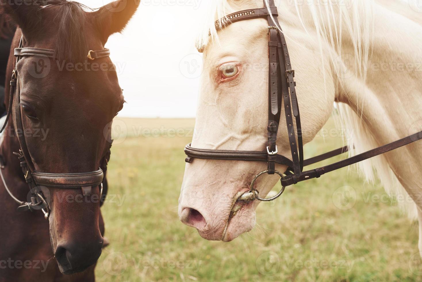 dois belos cavalos de montaria, marrons e brancos, estão juntos, com as cabeças voltadas um para o outro foto