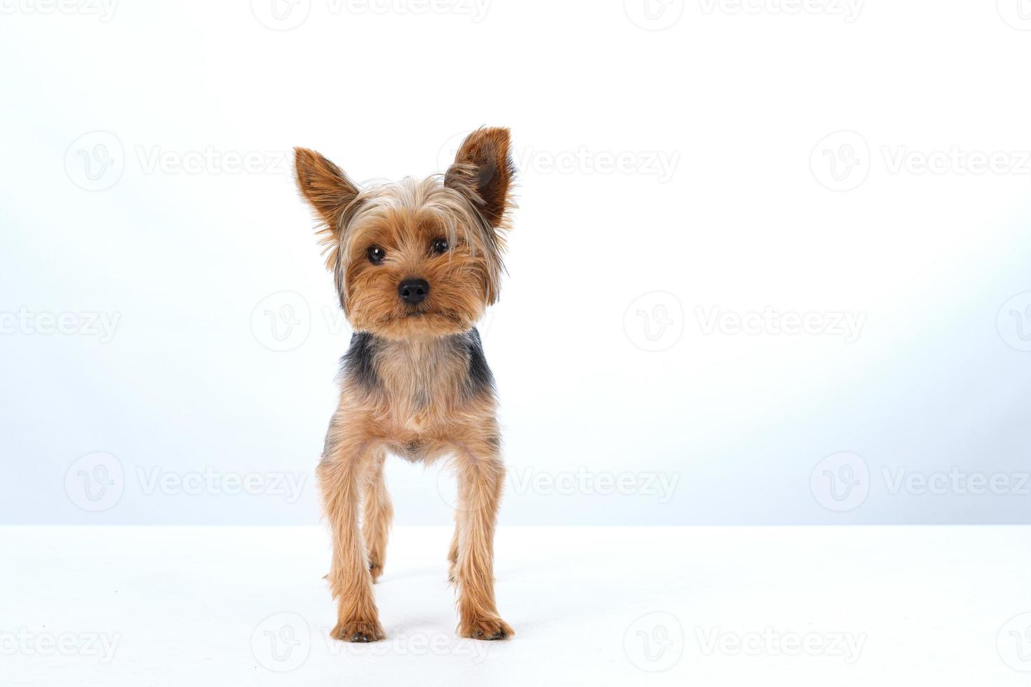 yorkshire terrier em fundo branco cabelo curto foto