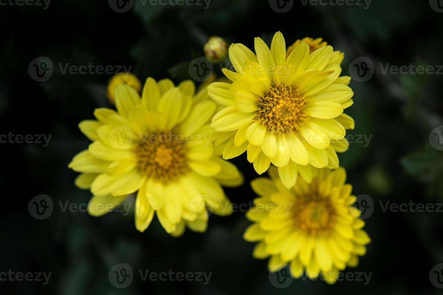 crisântemos amarelos estão na natureza foto