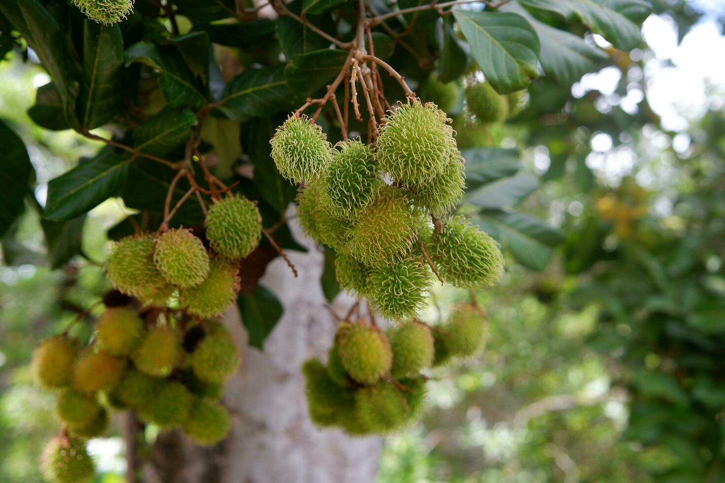 rambutan fruta suspensão em a árvore foto