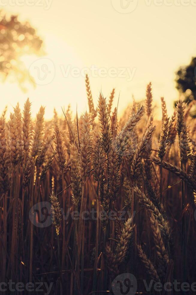 trigo cultivo dentro pôr do sol luz foto