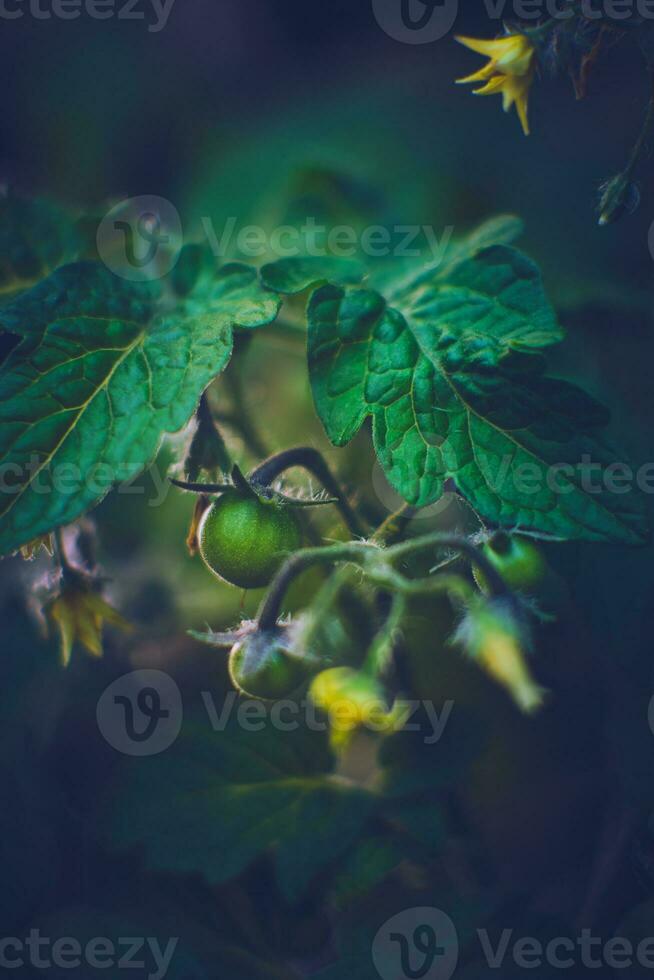 pequeno verde tomates crescendo dentro a jardim foto