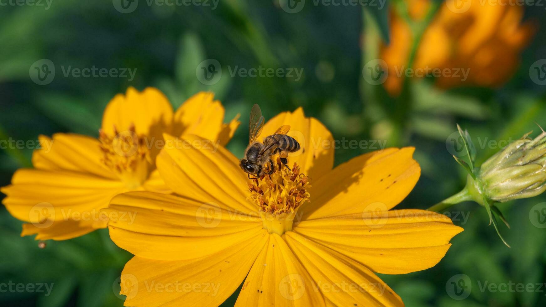 fechar acima do uma abelha coleta néctar a partir de florescendo laranja cosmos flor em borrado natural verde fundo com cópia de espaço. foto