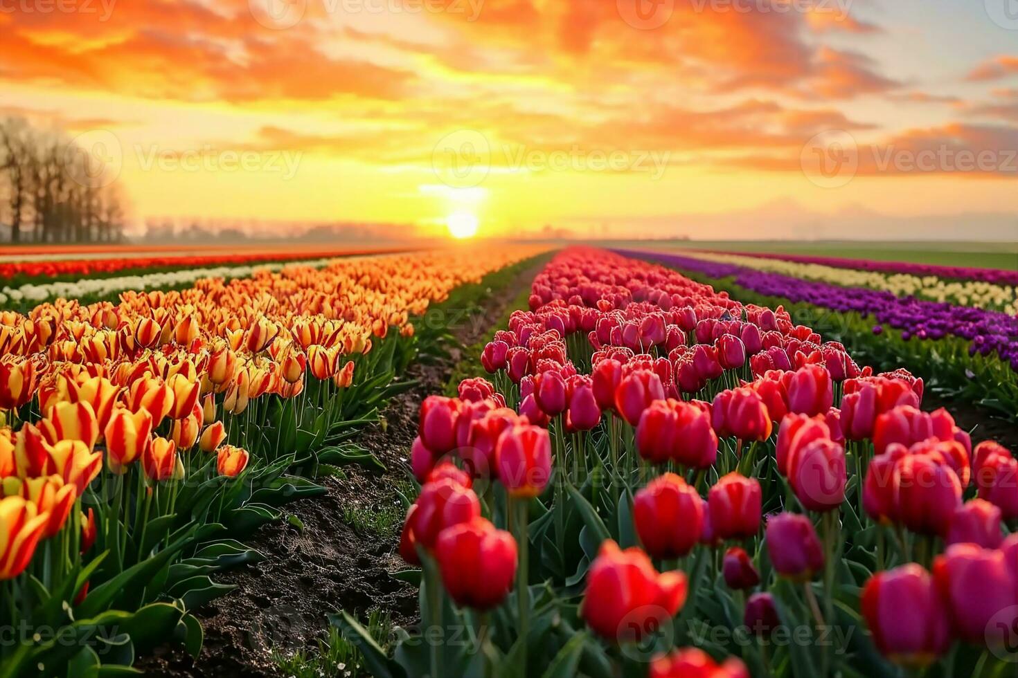ai gerado incrivelmente lindo Primavera panorama com linhas do tulipas dentro a Holanda às nascer do sol. generativo ai. foto