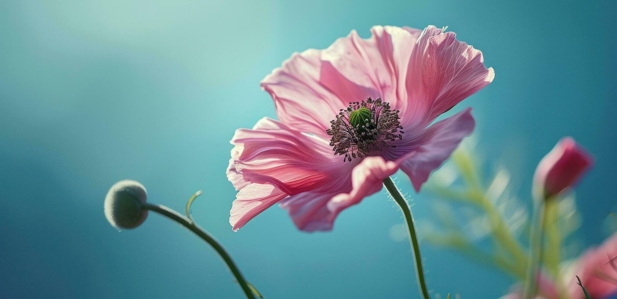 ai gerado uma Rosa flor em uma azul fundo foto