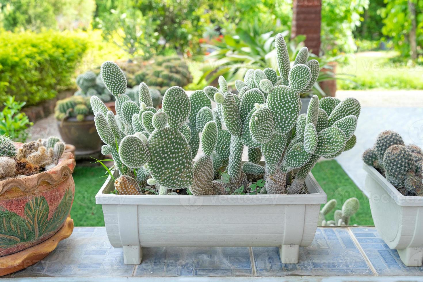 lindo cacto no pote. amplamente cultivada como planta ornamental. foto