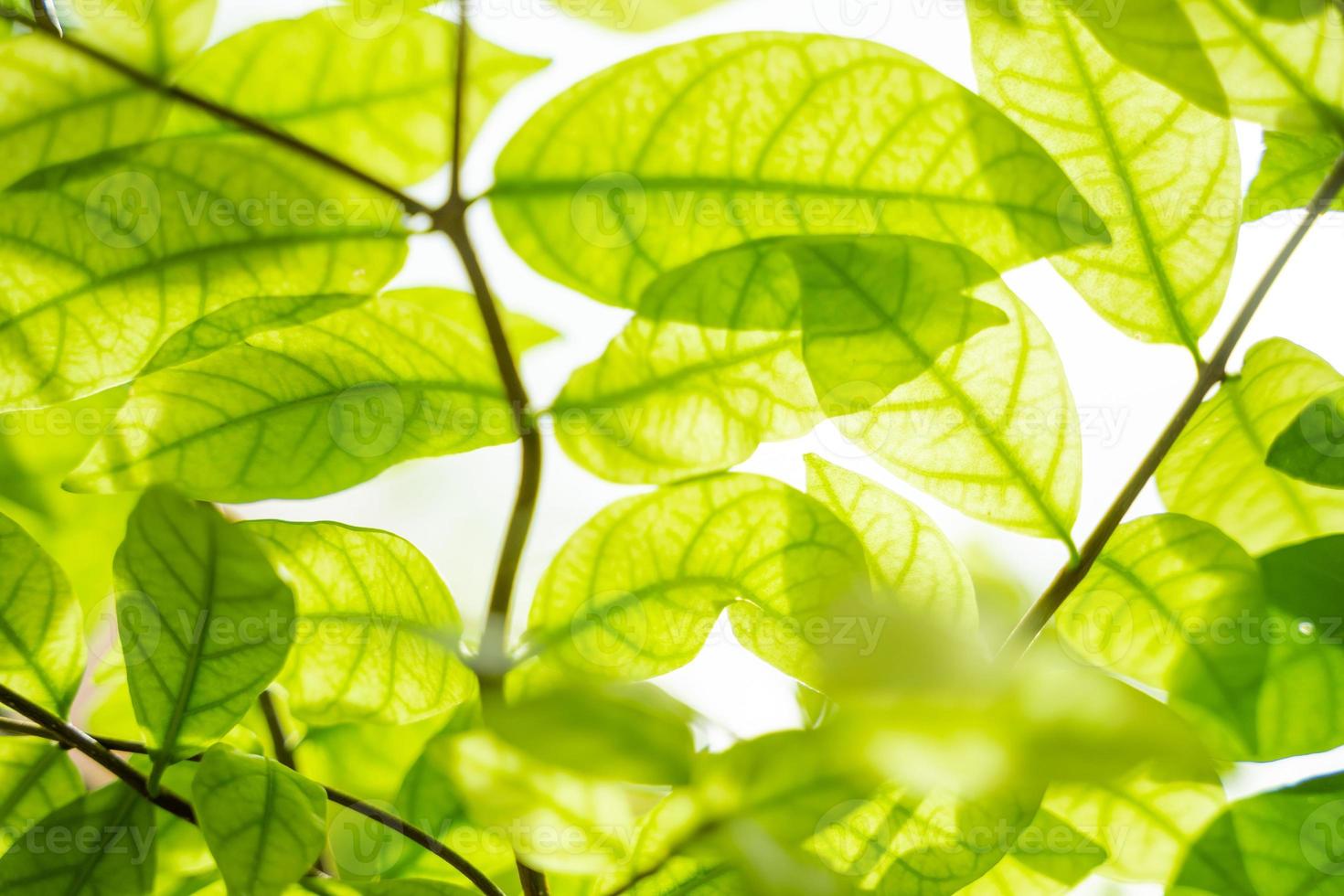 lindas folhas verdes com luz solar. foto