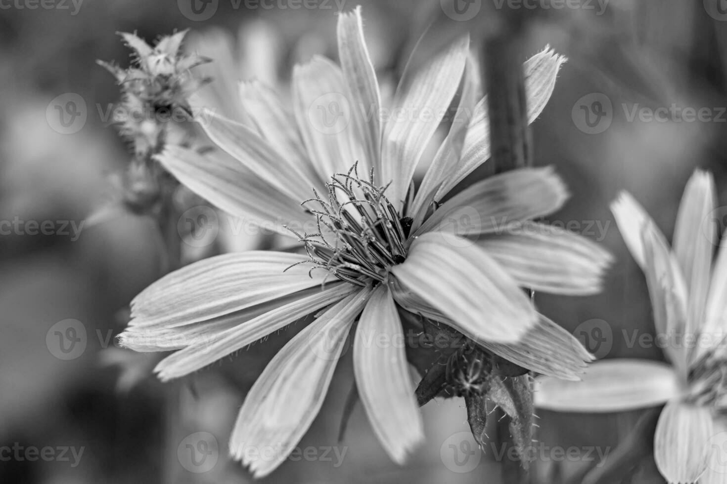 flor selvagem de beleza chicória comum no prado de fundo foto