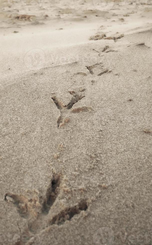 pegadas de pássaros na praia de areia foto