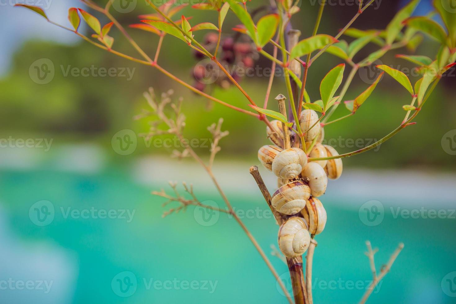 close-up de caracóis em um galho foto