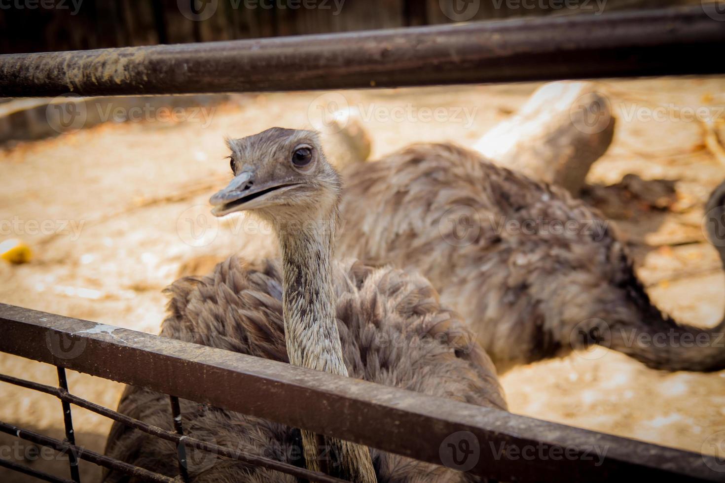 avestruz marrom no zoológico foto