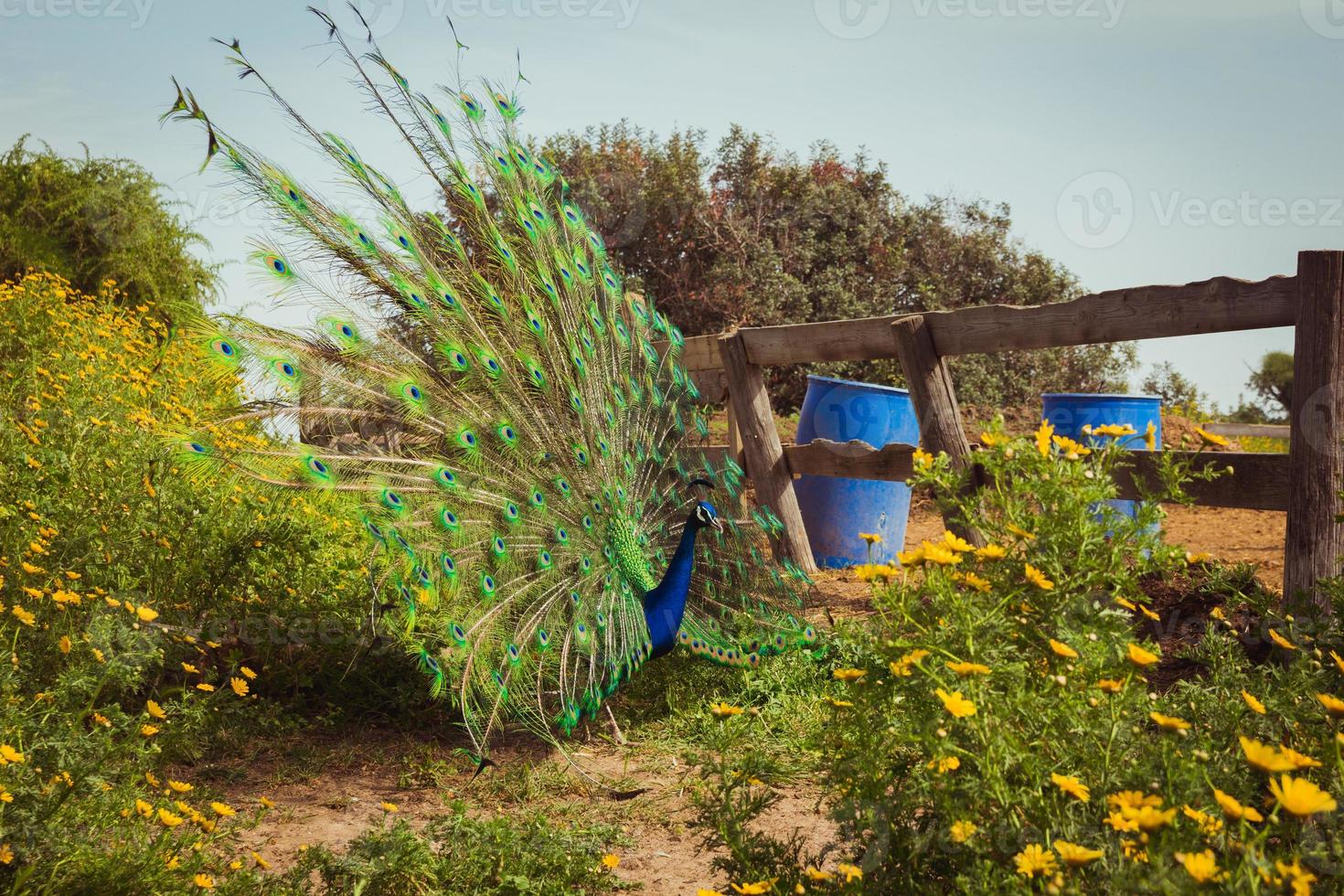 pavão espalhando penas de cauda na fazenda foto