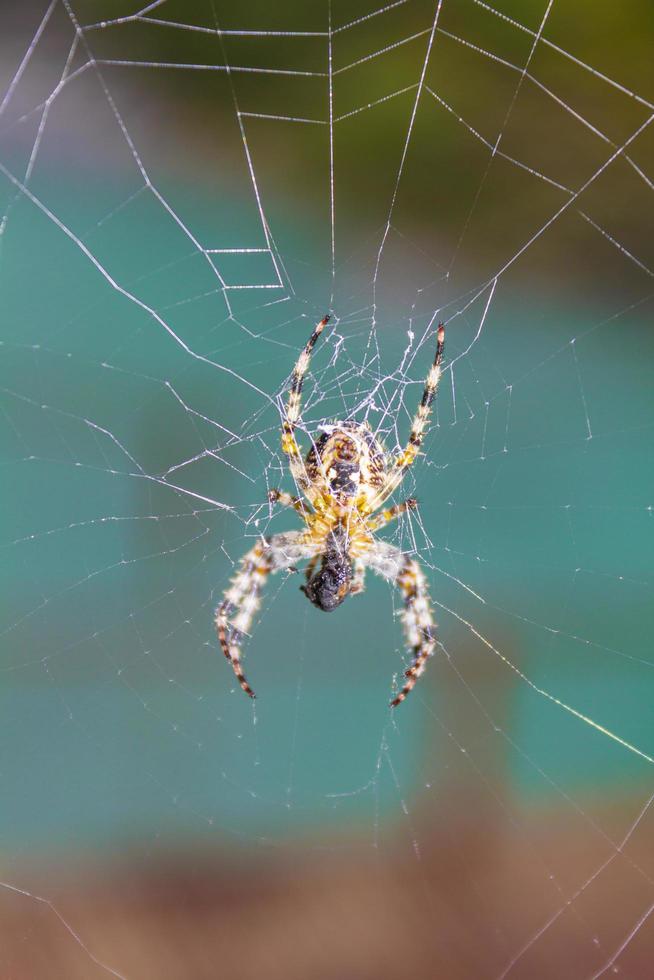 aranha de jardim amarela em uma teia de aranha em um fundo turquesa. foto