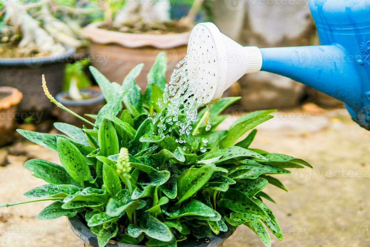 rega plantas com uma chuveiro foto