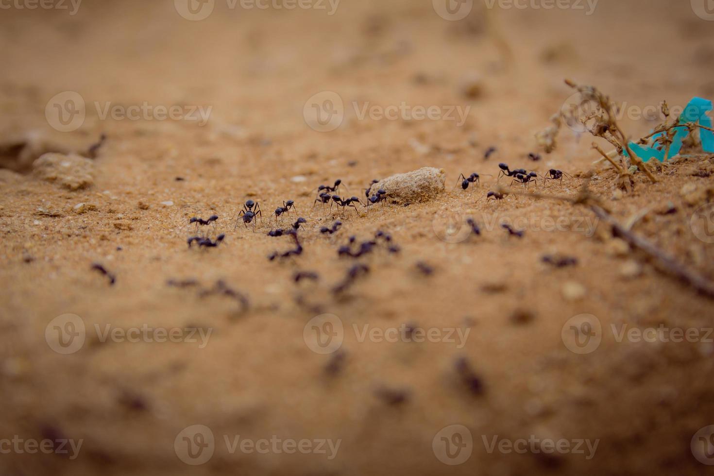 close up de um grupo de formigas pretas andando na terra foto