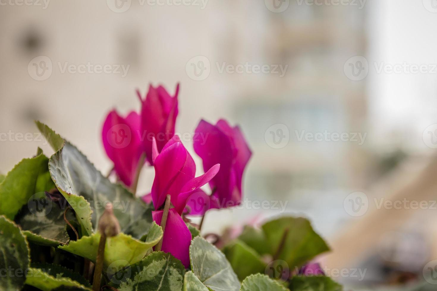 flores de ciclâmen rosa foto