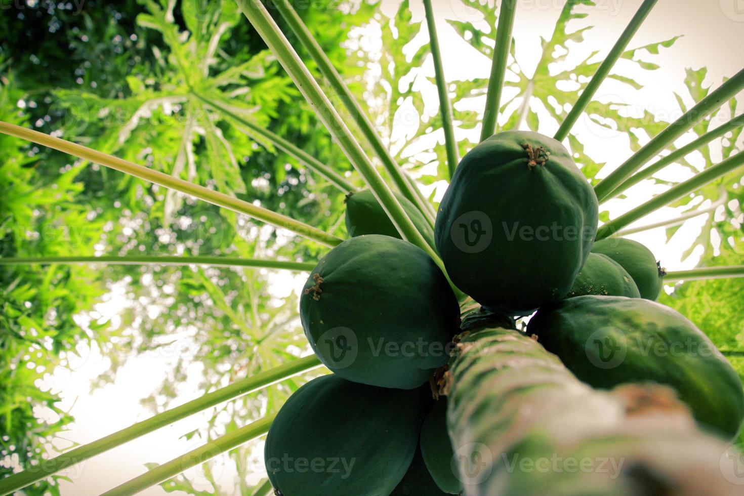 mamão verde pendurado na árvore foto