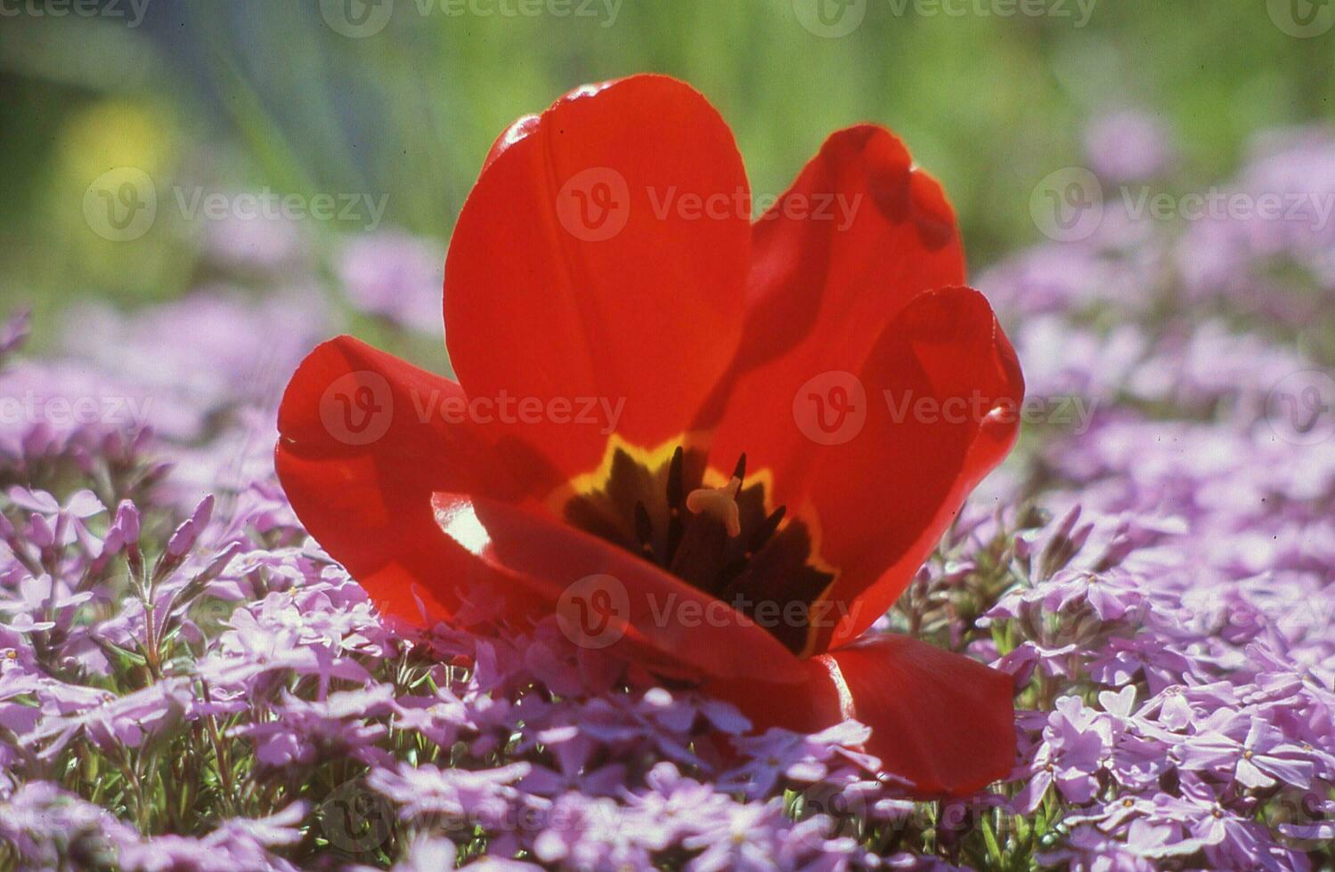 uma vermelho tulipa é sentado dentro uma campo do roxa flores foto