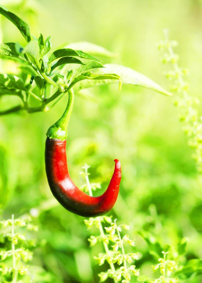 pimenta malagueta vermelha na planta do jardim com fundos verticais de luz solar foto