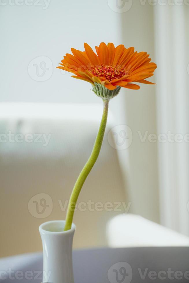 flor gérbera laranja em vaso branco sobre fundo branco foto