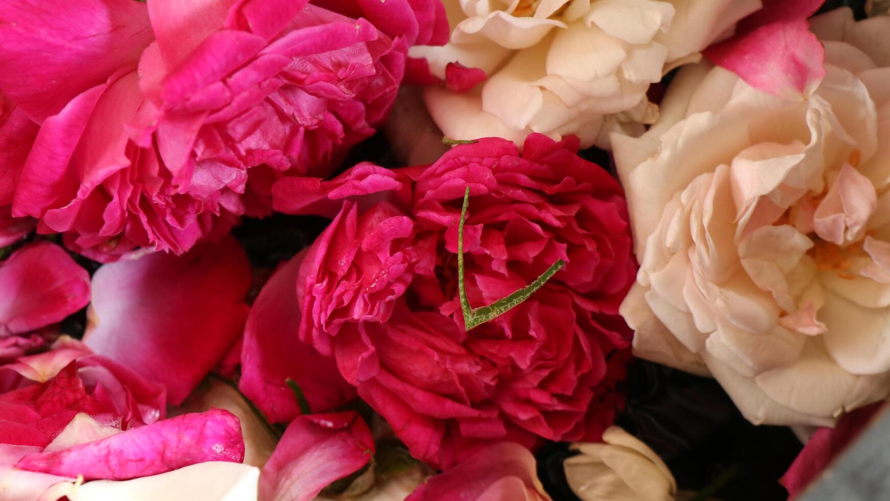 close up rosas vermelhas são usadas para eventos tradicionais foto