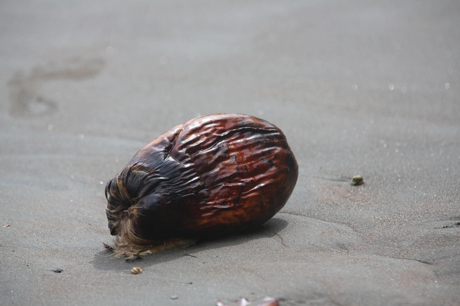 pequeno coco na praia foto