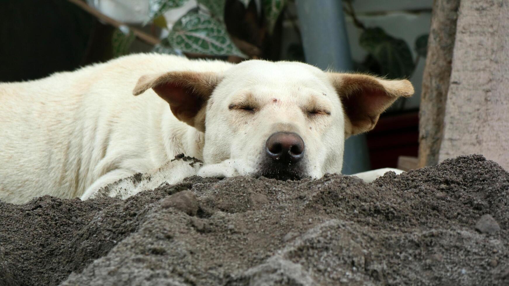 um cachorro que gosta de dormir na areia durante o dia foto