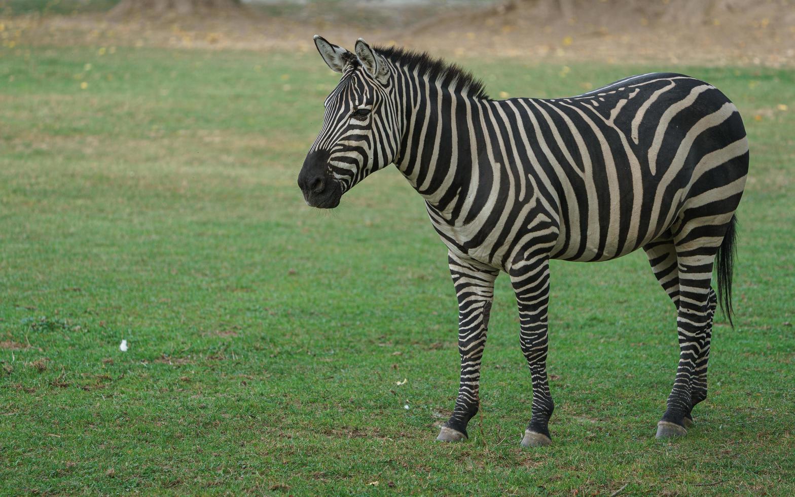 planícies zebra comendo grama foto