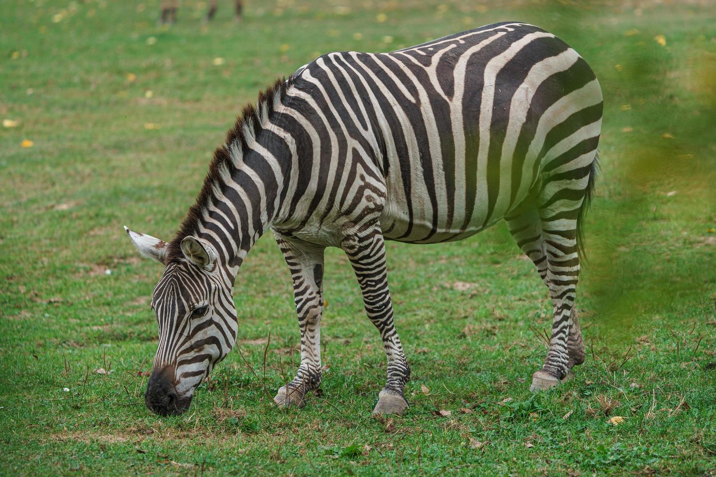 planícies zebra comendo grama foto