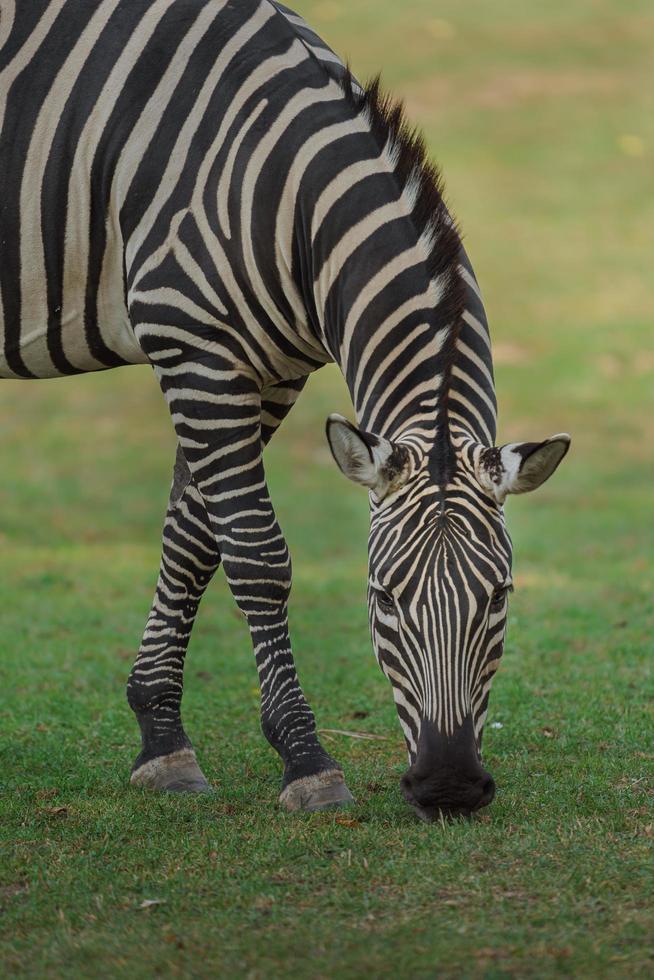 planícies zebra comendo grama foto