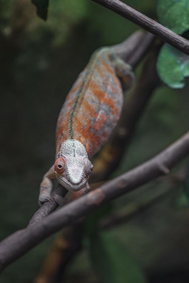 camaleão pantera no galho foto