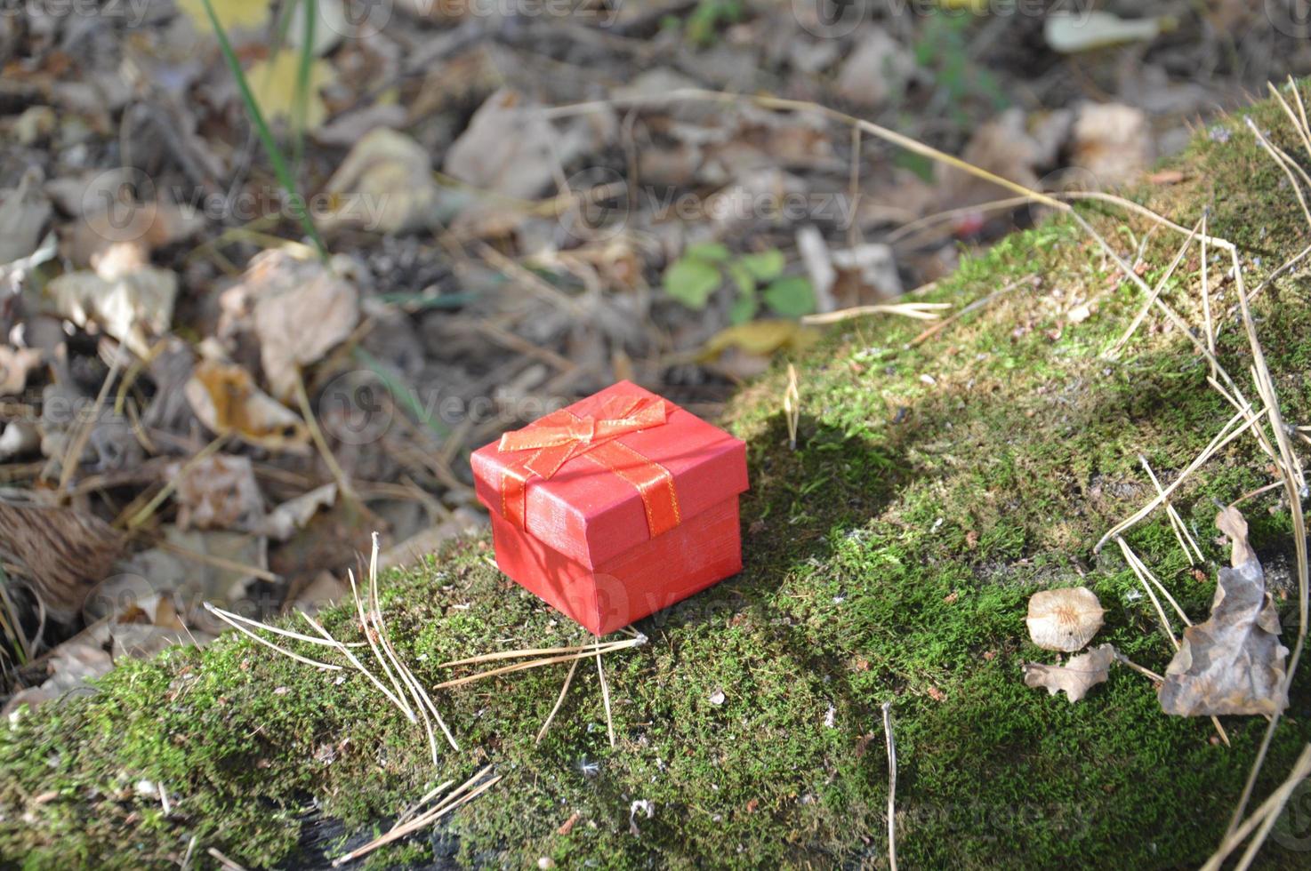 pequena caixa de presente vermelha na floresta foto