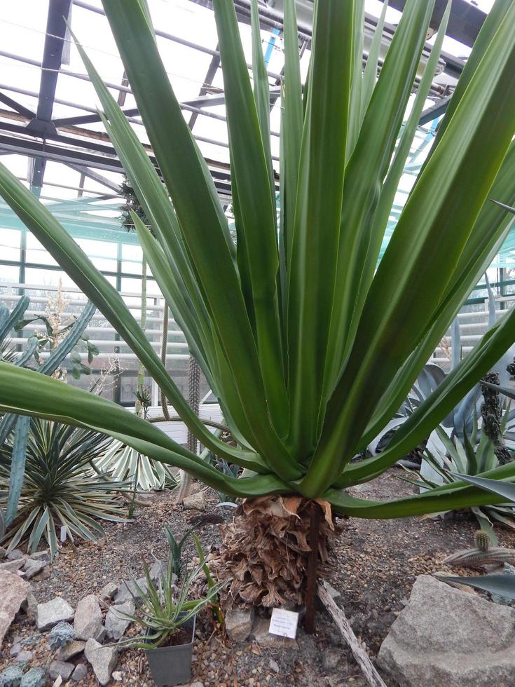 plantas e flores do jardim botânico foto