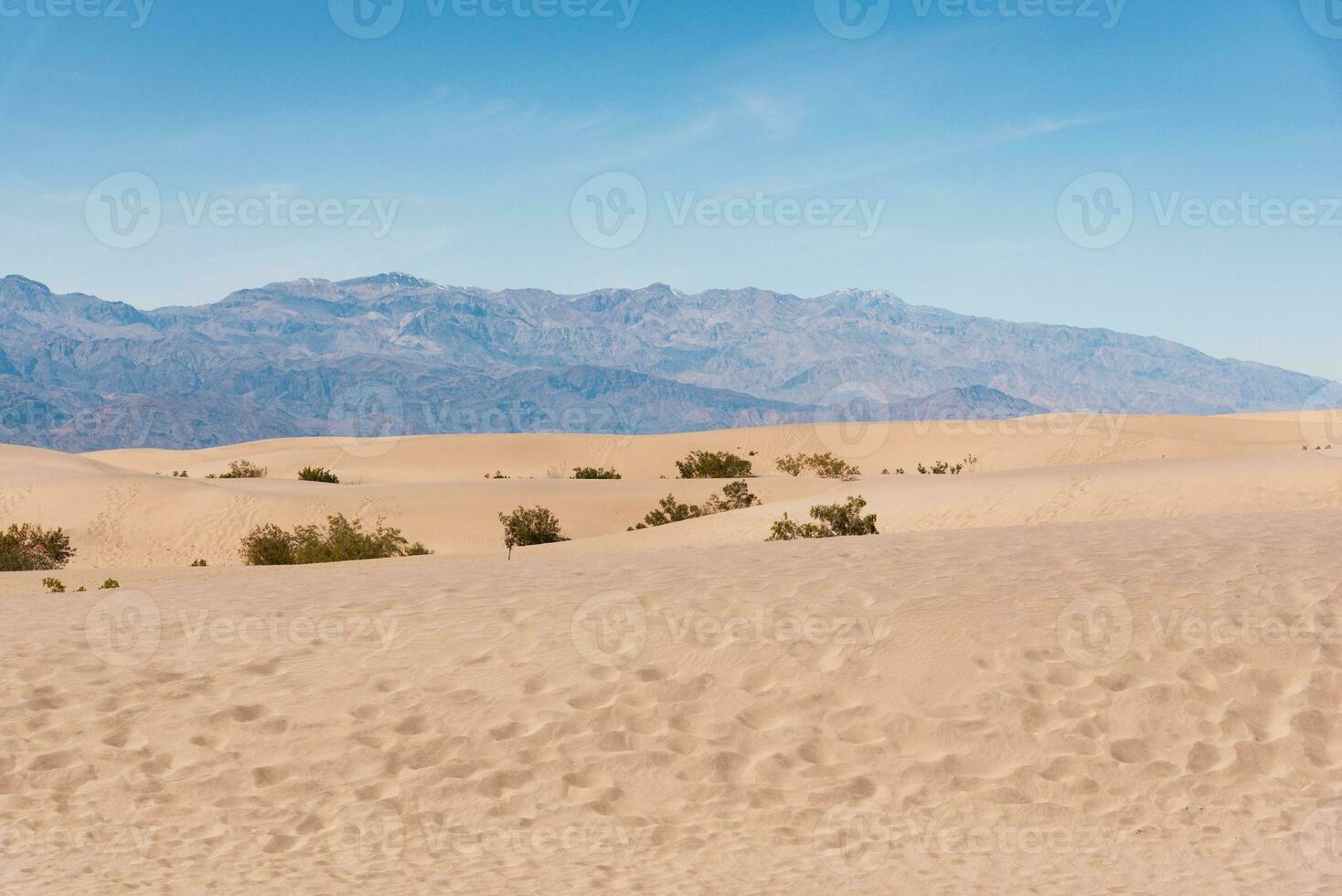 verde arbustos dentro a deserto foto