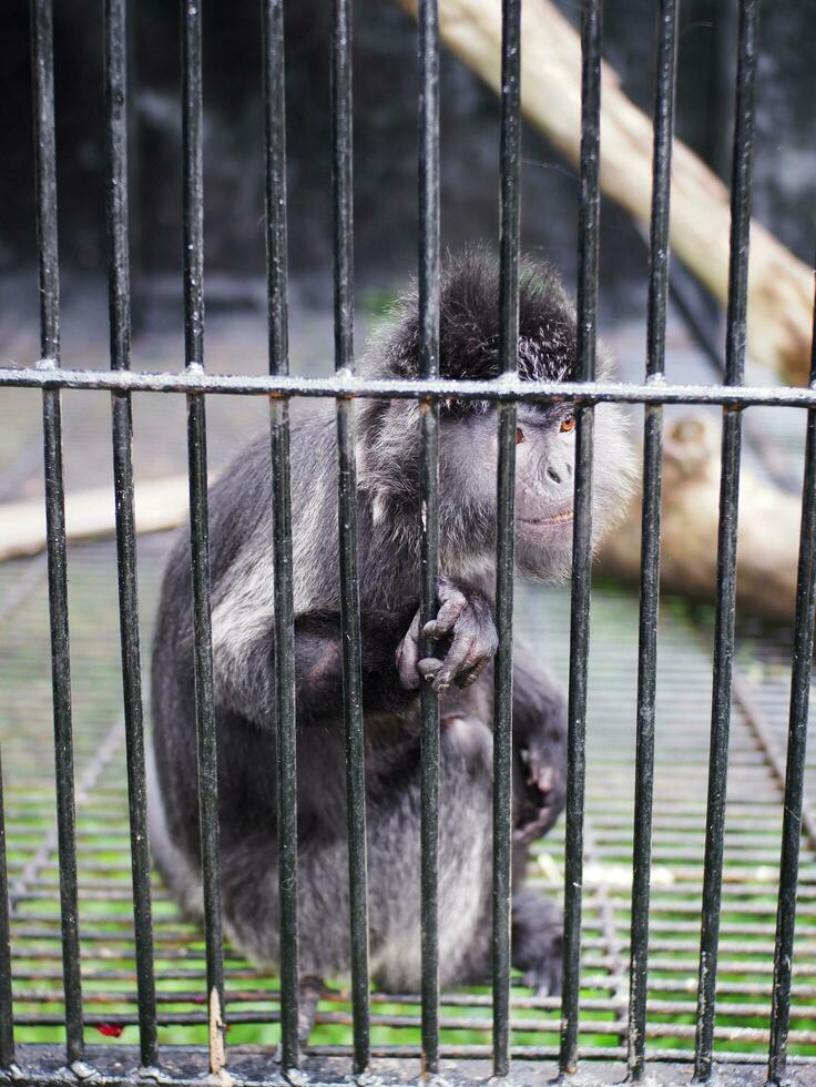 uma solitário Preto pequeno macaco, sozinho triste dentro uma cela dentro uma jardim zoológico, foto