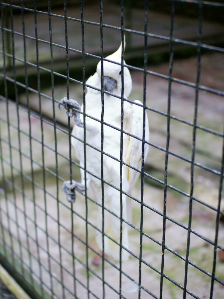 a cacatua cacatuidae este estão agarrando ou empoleirado em a ferro cerca parede do a cela foto